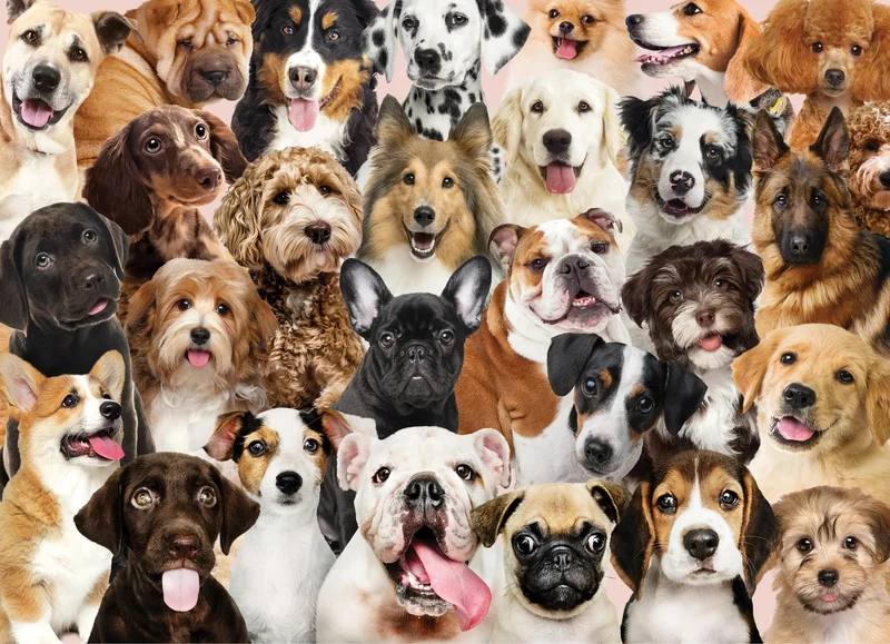 All The Dogs