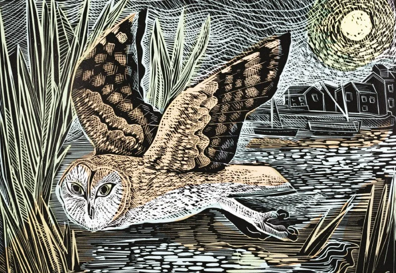 Marsh Owl