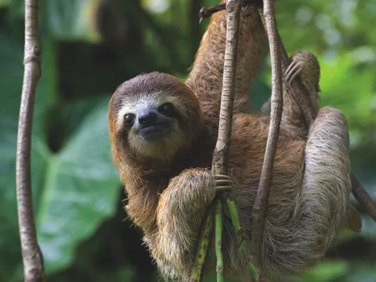 Three Toed Sloth