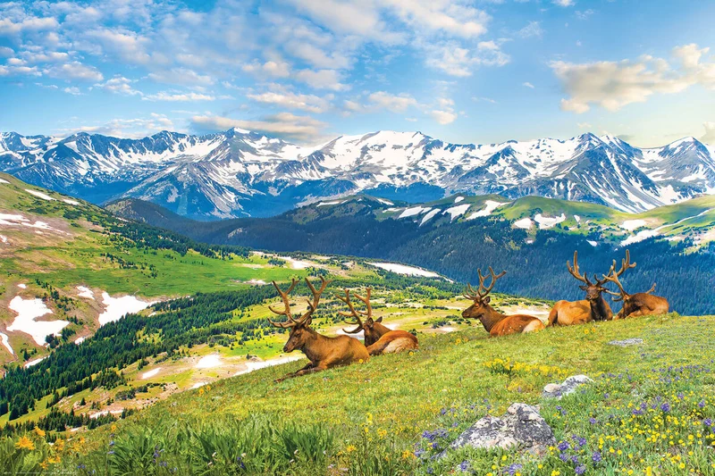 Mountain Elk