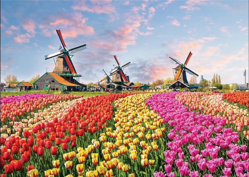 Windmills and Tulips