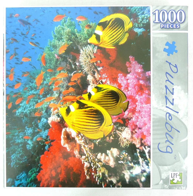 Red Sea Raccoon