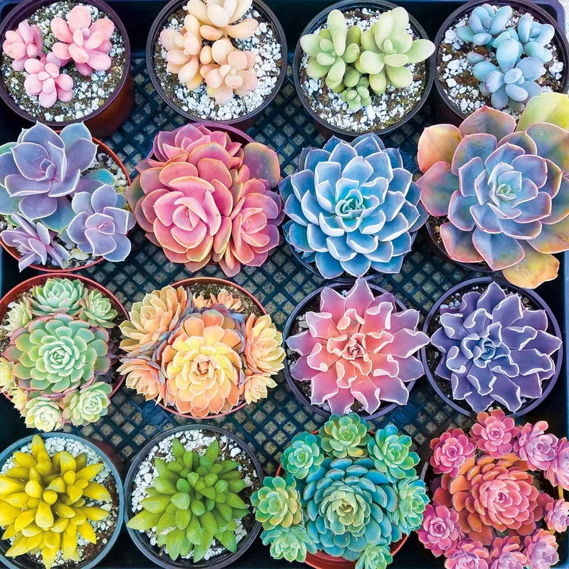 Sweet Succulent