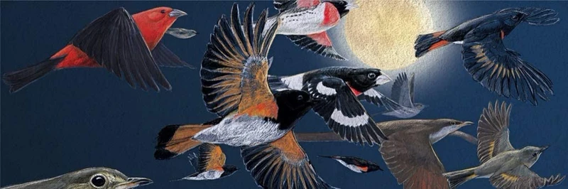 Midnight Migration