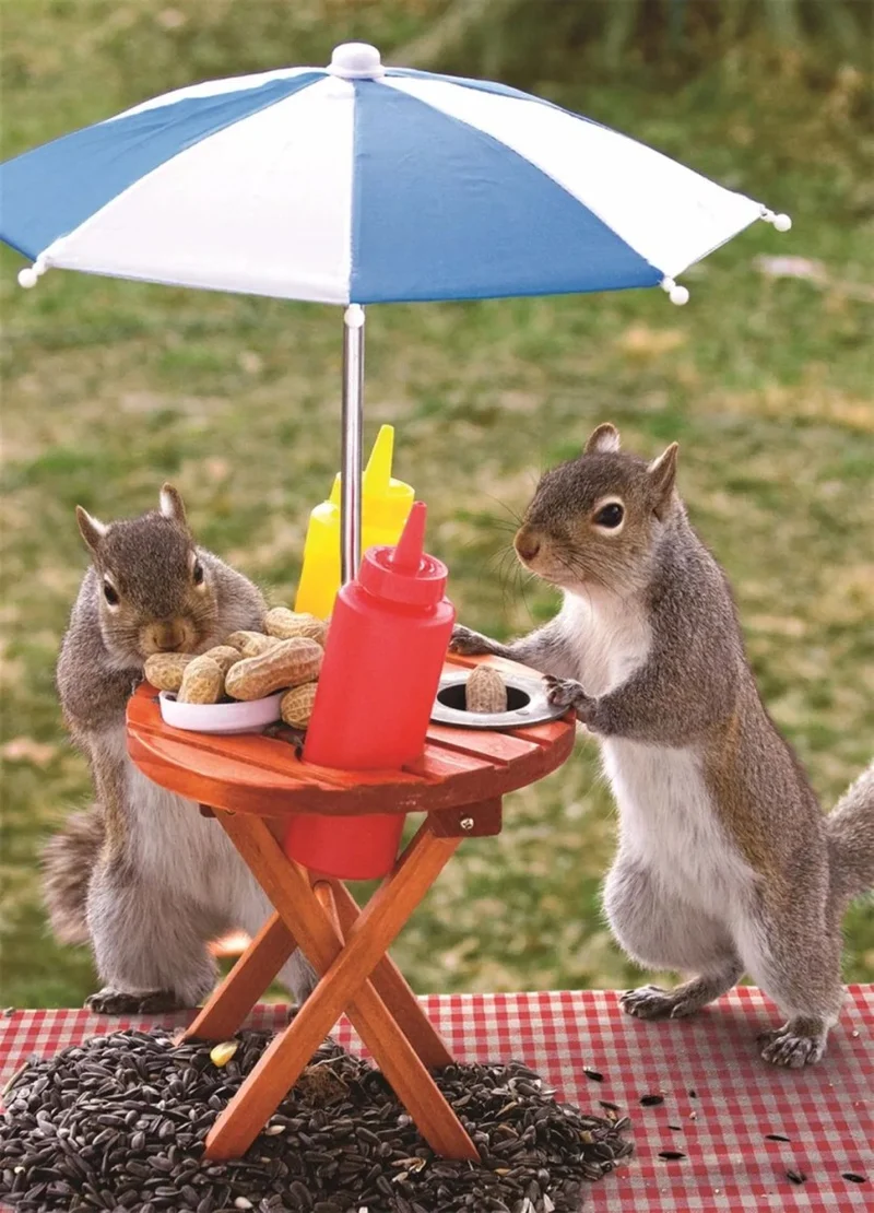 Squirrel Feeder