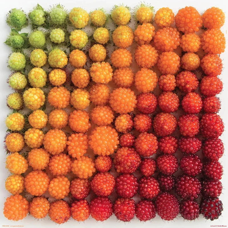 Salmonberries