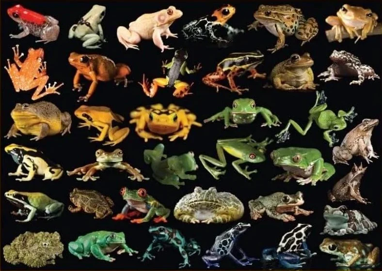 Photo Ark Frogs