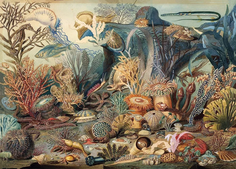 Ocean Life