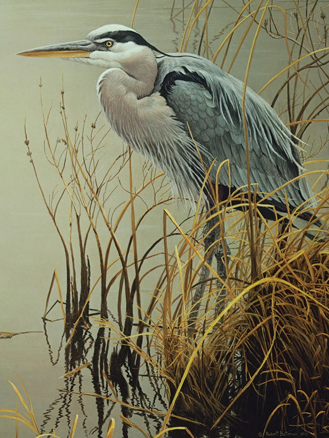Great Blue Heron