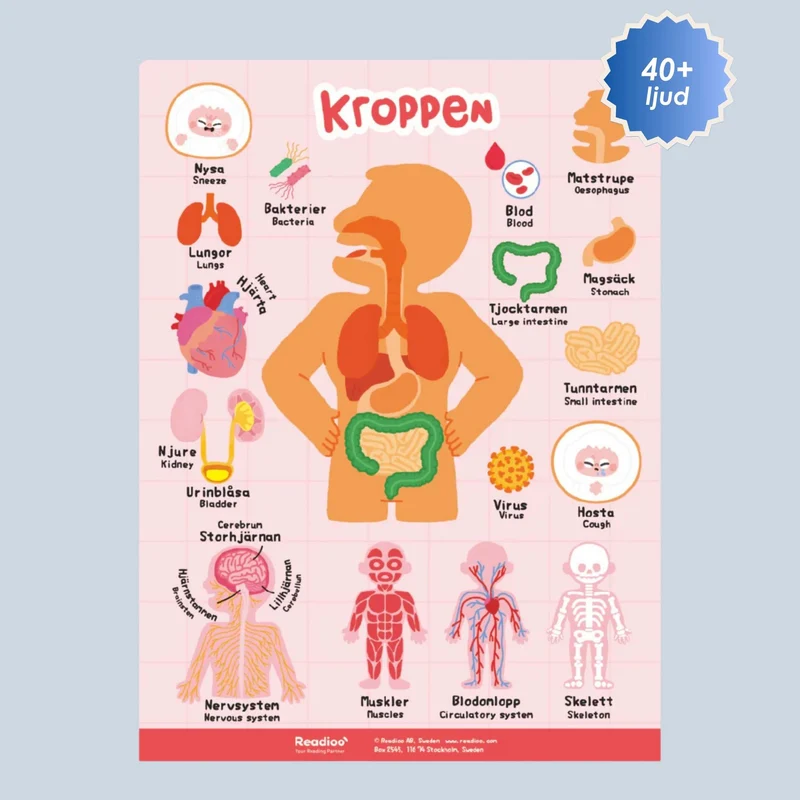 [SV/EN] Poster: Kroppen