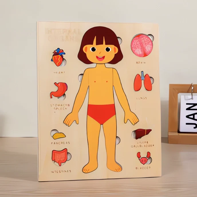 Montessori Träpussel – Lärande om Kroppsdelar för Barn - Flicka