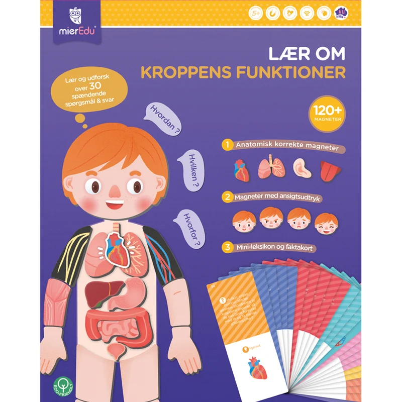 mierEdu, Magnetiskt lekset - Lär om kroppens funktioner